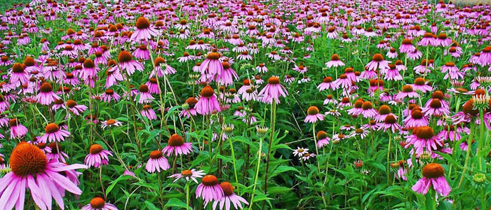 echinacea paraziták)