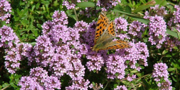 Kakukkfű (Thymus vulgaris herba) - Természet Patikája Egyesület