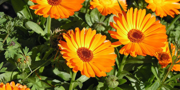 Körömvirág. Gyógyhatása. (Calendula officinalis).