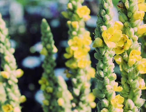 Ökörfarkkóró fajok – (Verbascum)