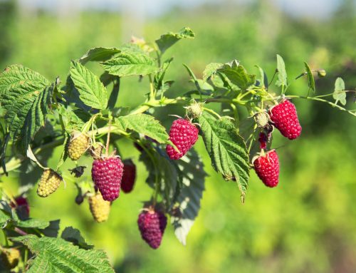 Erdei málna levele (Rubus idaeus folium)